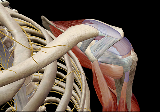 Learn Muscle Anatomy: Bursae